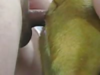 Gaybeast Rip Man And Boxer Girl Gay Zoo Porn Petlust Men Fuck Animals