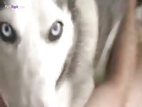 Gay Beast Com Man Banged Husky