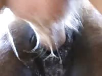 Gaybeast Rip Man Doing A Mare After Horse Gay Zoo Porn Petlust Men Fuck Animals
