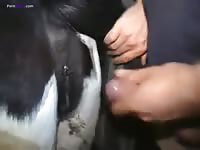 Gaybeast Man Fuck Cow 2