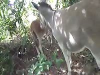 Gay Beast Com Man Fuck Donkey Part 1