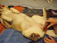 Gay Beast Com Man Fucks Dog With Red Dilldo Gay Zoo Porn Petlust Men Fuck Animals