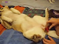 Gay Beast Com Man Fucks Dog With Red Dilldo