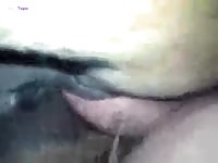 Gaybeast.Com Man Mare