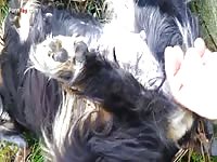 Gay Beast Com Men And Animals 1310 Fingered - Bestiality Sex Video