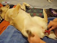 Gay Beast Com Men And Animals 1310 With Toy Pt 1 - Animal Porn Video