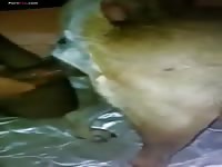 Gay Beast Com Men And Animals 1795 Dog - Beastiality Porn Video