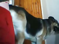 Gaybeast.Com Men And Animals 1795 Doggg - Beastiality Sex