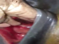Gaybeast Rip Men And Animals 1883 Orgams Mare 2795 - Beastiality Sex