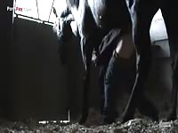Gaybeast Rip Men And Animals 2104 1795 - Beastiality Sex Video