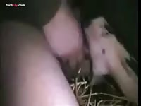 Gaybeast.Com Men And Animals 221cow 2919 - Animal Sex Movie
