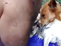 Gaybeast.Com Men And Animals A 1310 Liang Shao Years - Animal Porn Tube
