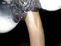 Gaybeast.Com Men And Animals Big 1634 1548 Mares 2795 - Zoo Xxx Sex Tube