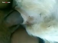 Gaybeast Rip Men And Animals Big Black 1634 On Goat 2795 - Beastiality Sex