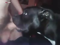 Gay Beast Com Men And Animals Bj - Bestiality Sex Movie