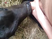 Gay Beast Com Men And Animals Calf 1324 - Animal Porn
