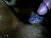 Gaybeast.Com Men And Animals Cow 1560 - Beastiality Porn Movie