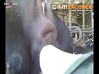 Gaybeast Men And Animals Cowfis - Beastiality XXX Sex Video