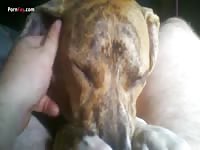 Gaybeast Rip Men And Animals Dane Bj - Bestiality Sex Movie