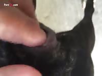Gaybeast Rip Men And Animals Dog 2795 In Heat 1 - Beastiality Sex Tube