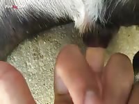 Gaybeast.Com Men And Animals Dog 2795 In Heat 3 - Zoo Xxx Sex Tube
