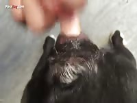 Gaybeast Rip Men And Animals Dog 2795 In Heat 5 - Zoo Xxx Sex Video