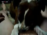 Gaybeast Rip Men And Animals Dog 3111ling - Zoo Xxx Sex Movie