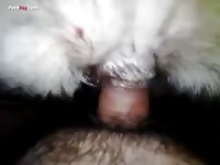 Gay Beast Com Men And Animals Enjoying A Beautiful 2795 02 - Animal Sex Video