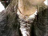 Gaybeast.Com Men And Animals Exqsito - Bestiality Porn Tube
