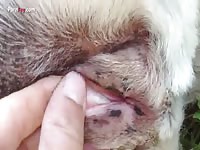 Gaybeast Men And Animals Female Lab Fingering - Bestiality Sex