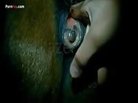Gay Beast Com Men And Animals Female Pony Fingering - Beastiality Sex Porn Movie