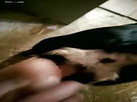 Gaybeast.Com Men And Animals Finger Bang - Animal Sex Porn