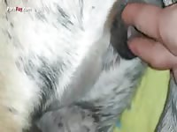 Gaybeast Rip Men And Animals Fingering Big Girl - Beastiality Sex Tube