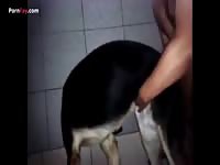 Gaybeast Men And Animals Gsd Gives 1324 And Gets 1795ed - Beastiality Sex Video