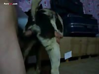 Gaybeast Men And Animals Guy 1795s Female Dog - Bestiality Porn Video
