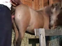 Gaybeast.Com Men And Animals Guy 1795s Super Hot Mare - Beastiality Sex Tube