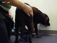 Gaybeast.Com Men And Animals Madie We Make Love 001 - Animal Sex