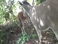 Gaybeast.Com Men And Animals Man 1795 Donkey Part 1 - Animal Porn Tube