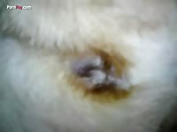 Gaybeast.Com Men And Animals Man Fingers Dog - Animal Sex Video