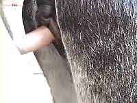 Gaybeast Rip Men And Animals Man Fucl Donkeymare - Bestiality Porn Movie