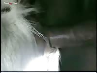 Gaybeast.Com Men And Animals Man With Goat 2 - Bestiality Porn Movie