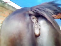 Gaybeast Rip Men And Animals Mare 2795 - Bestiality Sex Tube