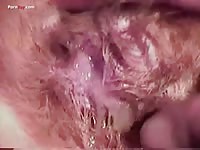 Gaybeast.Com Men And Animals Mi Perra Y Yo - Beastiality Sex Video