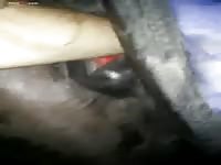 Gaybeast Rip Men And Animals Midnight Mare 1883 - Bestiality Porn