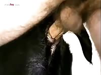 Gaybeast Men And Animals My Female Dog - Beastiality Sex Tube