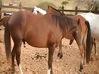 Gaybeast.Com Men And Animals Horse Gets Laid - Animal Porn