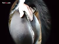 Gaybeast Men And Animals Stroking The Pony - Beastiality Porn Movie