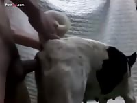 Gaybeast Men And Animals Thaiboy And Female Dog 7 - Zoo Xxx Sex Video