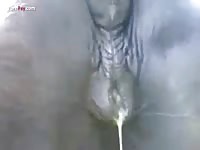 Gaybeast.Com Men And Animals Winking Mares - Beastiality Porn Tube