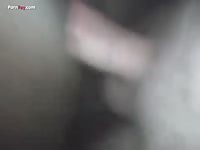 Gaybeast.Com Men And Animals Zephra - Bestiality Porn Video